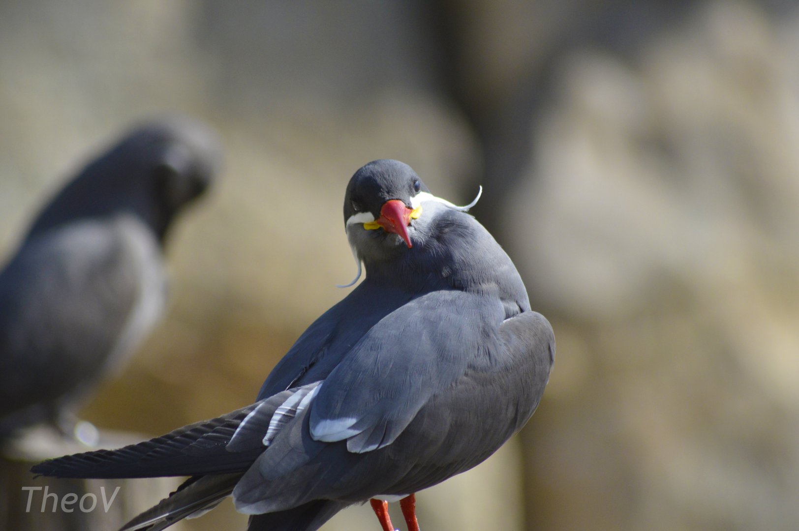 Inca tern [2018]