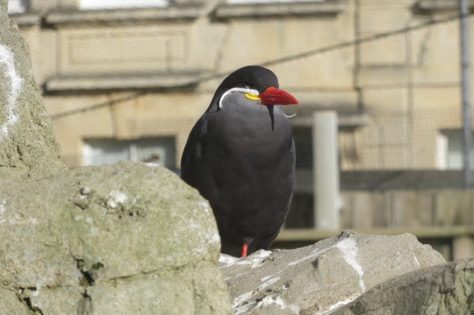 Inca tern 261018