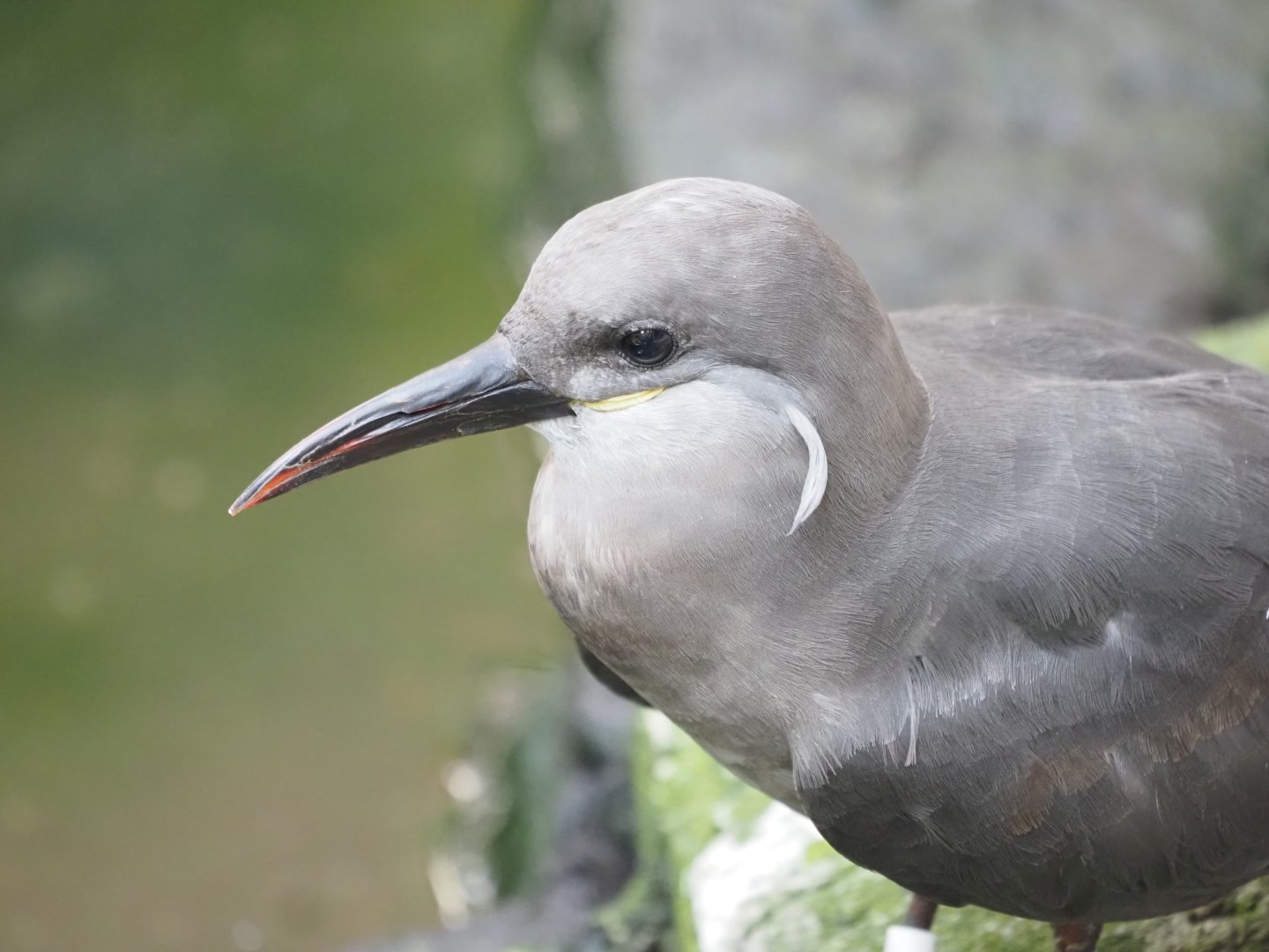 Inca Tern 3
