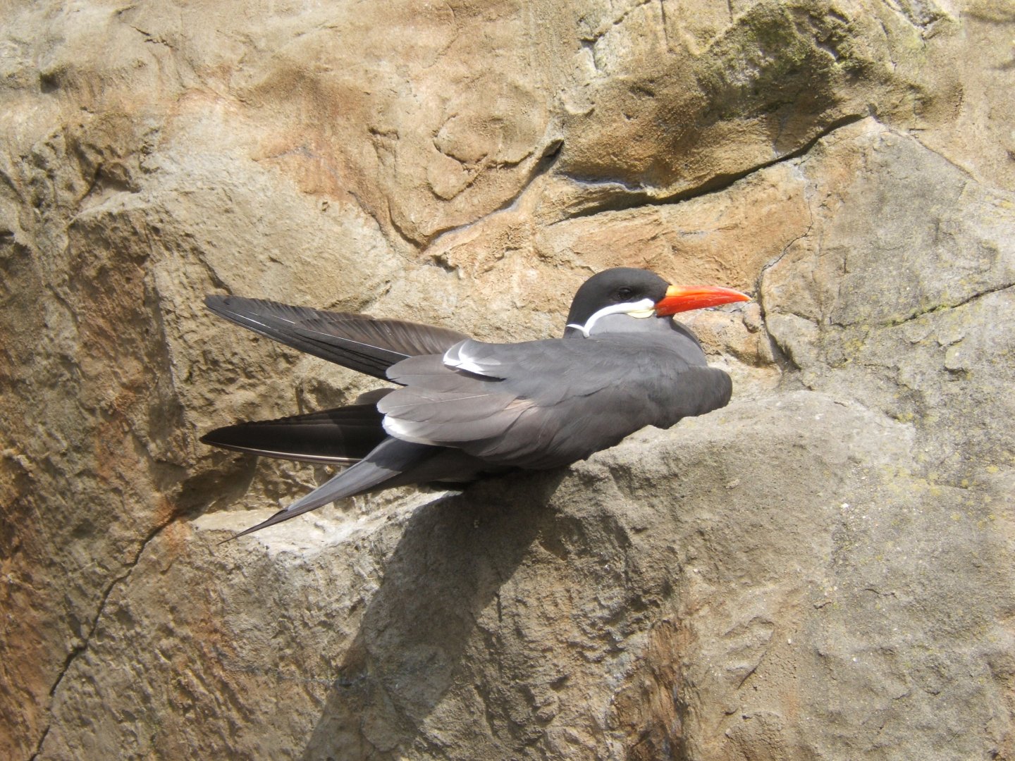 Inca Tern 30/07/2017