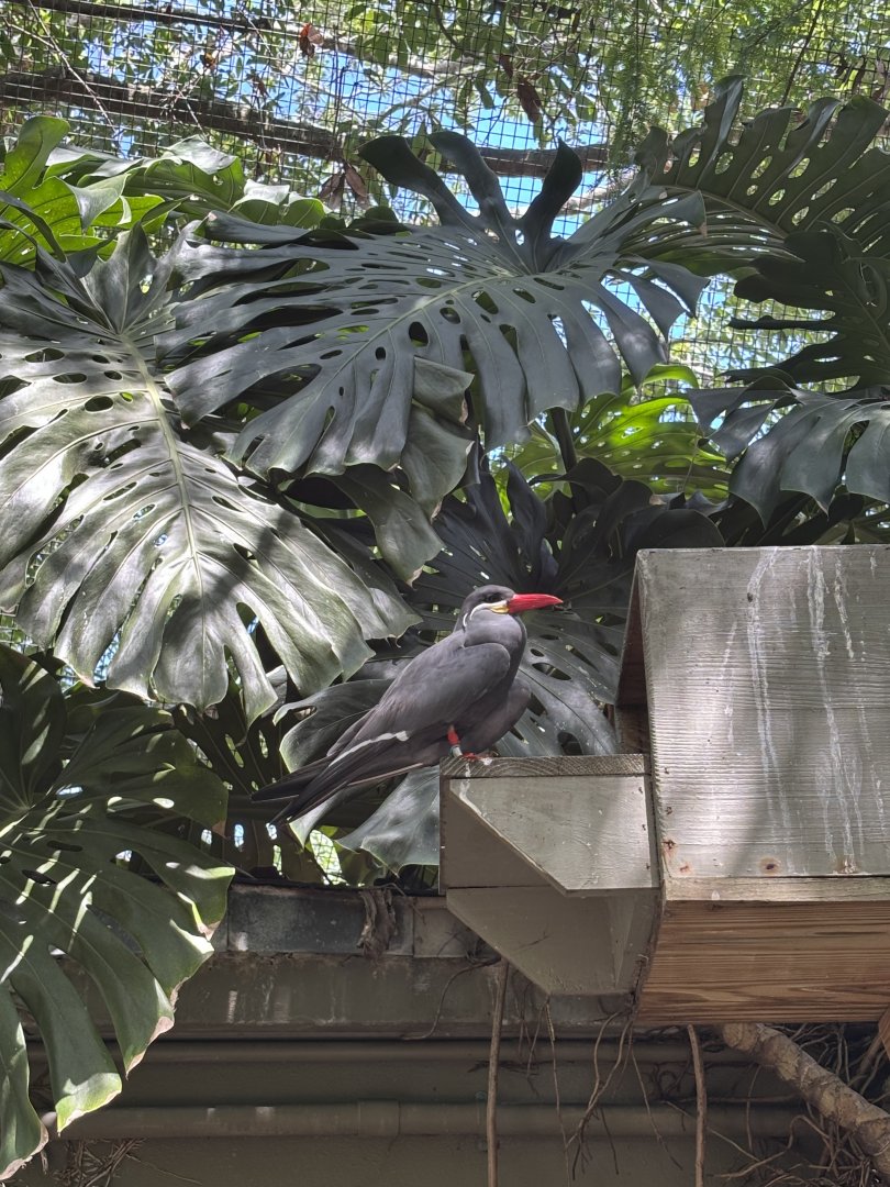 Inca Tern - 5/27/2025