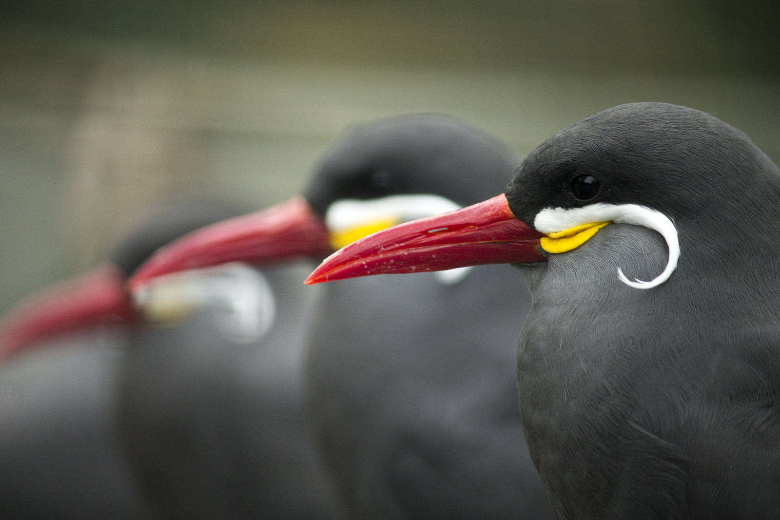Inca tern, 8/15/14