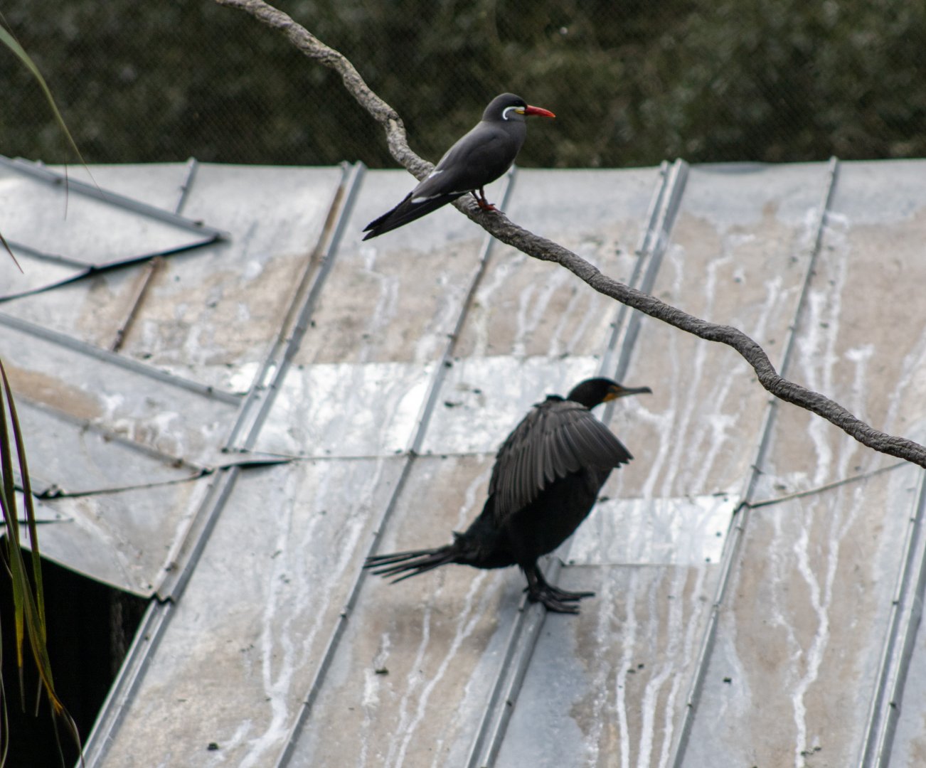 Inca Tern and Cormorant