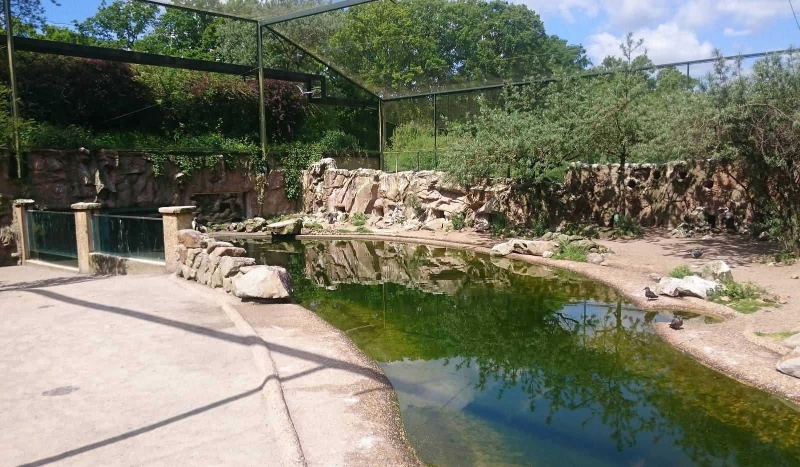 Inca tern and HUmboldt penguin enclosure