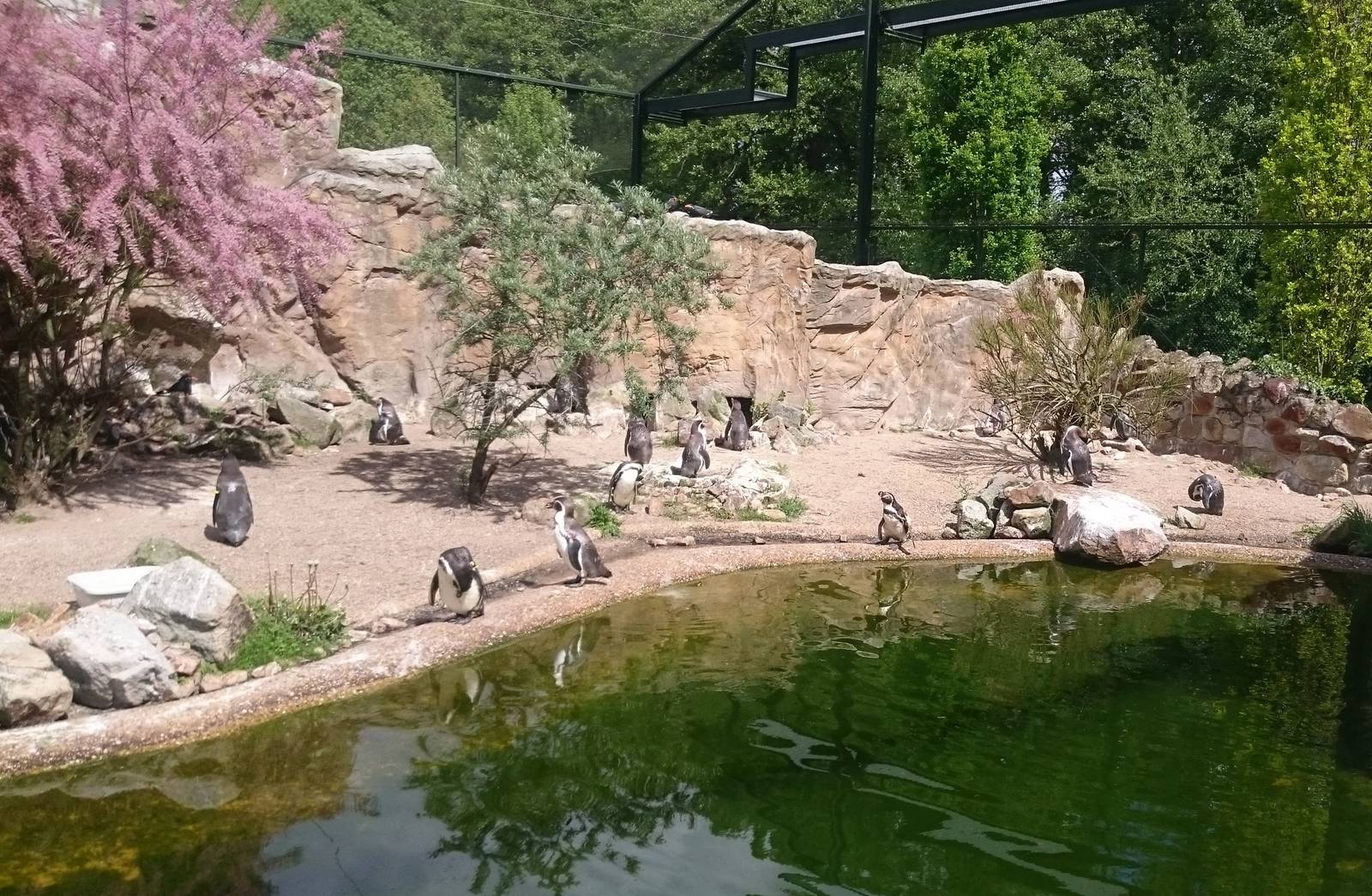 Inca tern and HUmboldt penguin enclosure