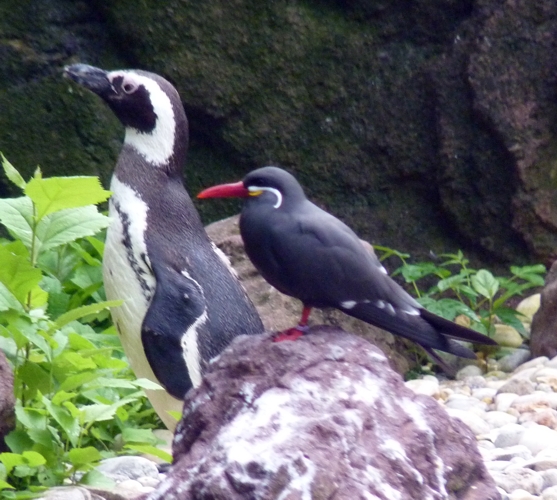 Inca tern and magellanic penguin