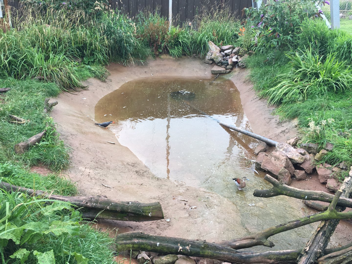 Inca tern and Ringed teal within walkthrough vulture aviary 030817