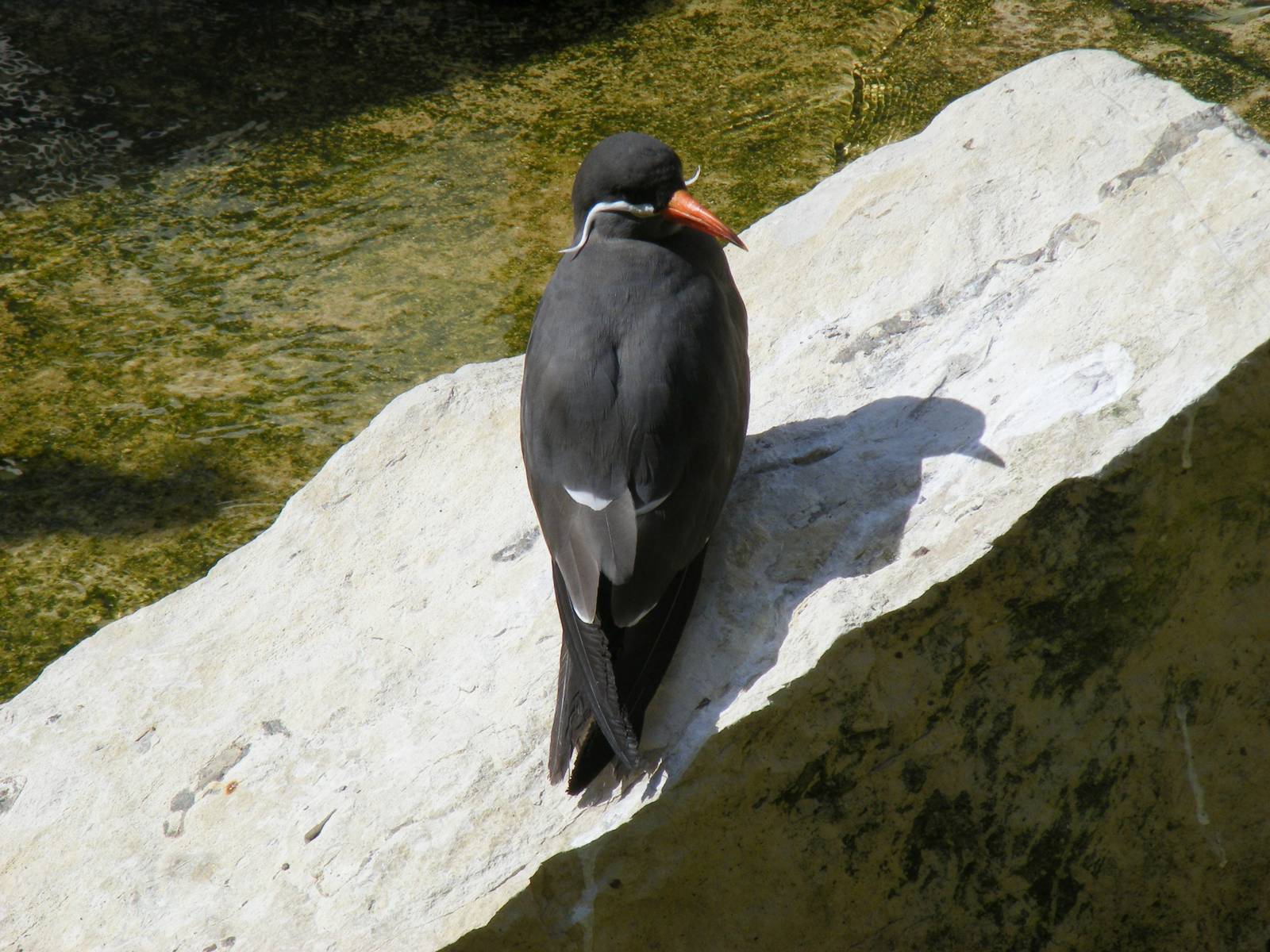 Inca tern at Birdworld, 20 June 2010