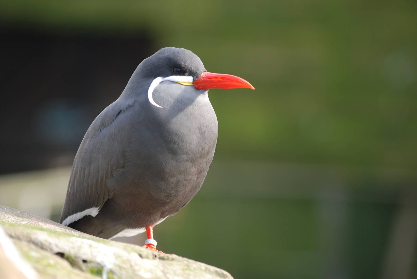 Inca Tern at Bristol, 06/02/12