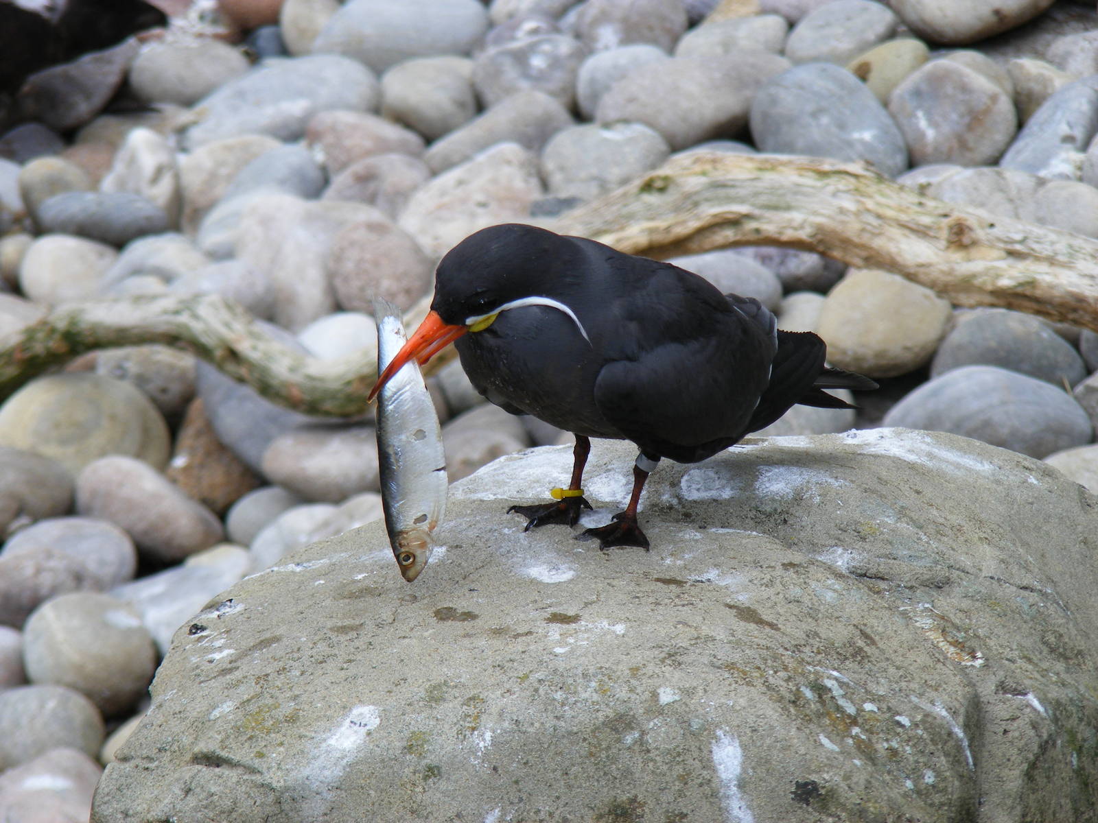Inca tern at Bristol Zoo, 1 August 2010