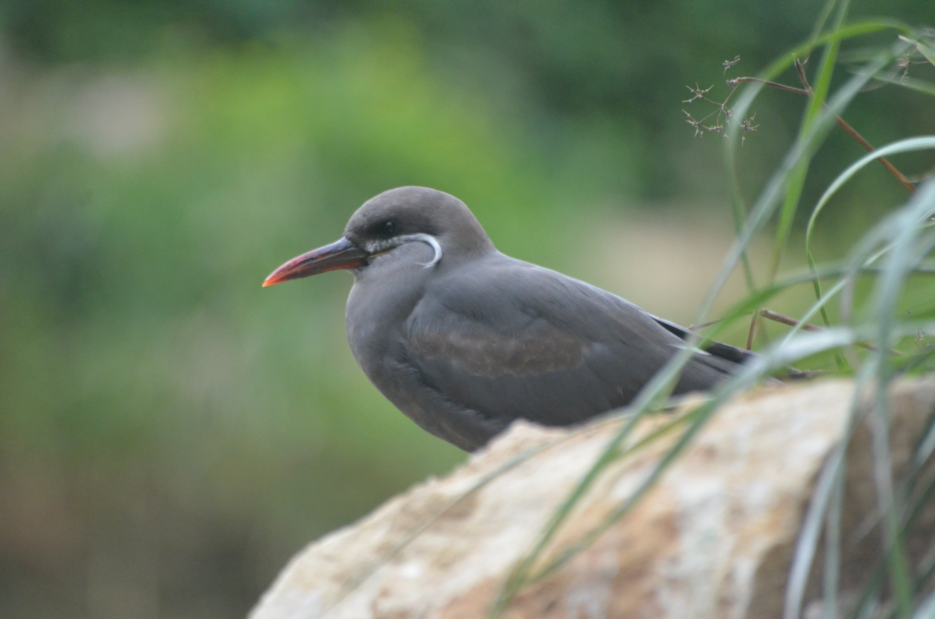 Inca Tern at Doué-la-Fontaine, 15/06/18