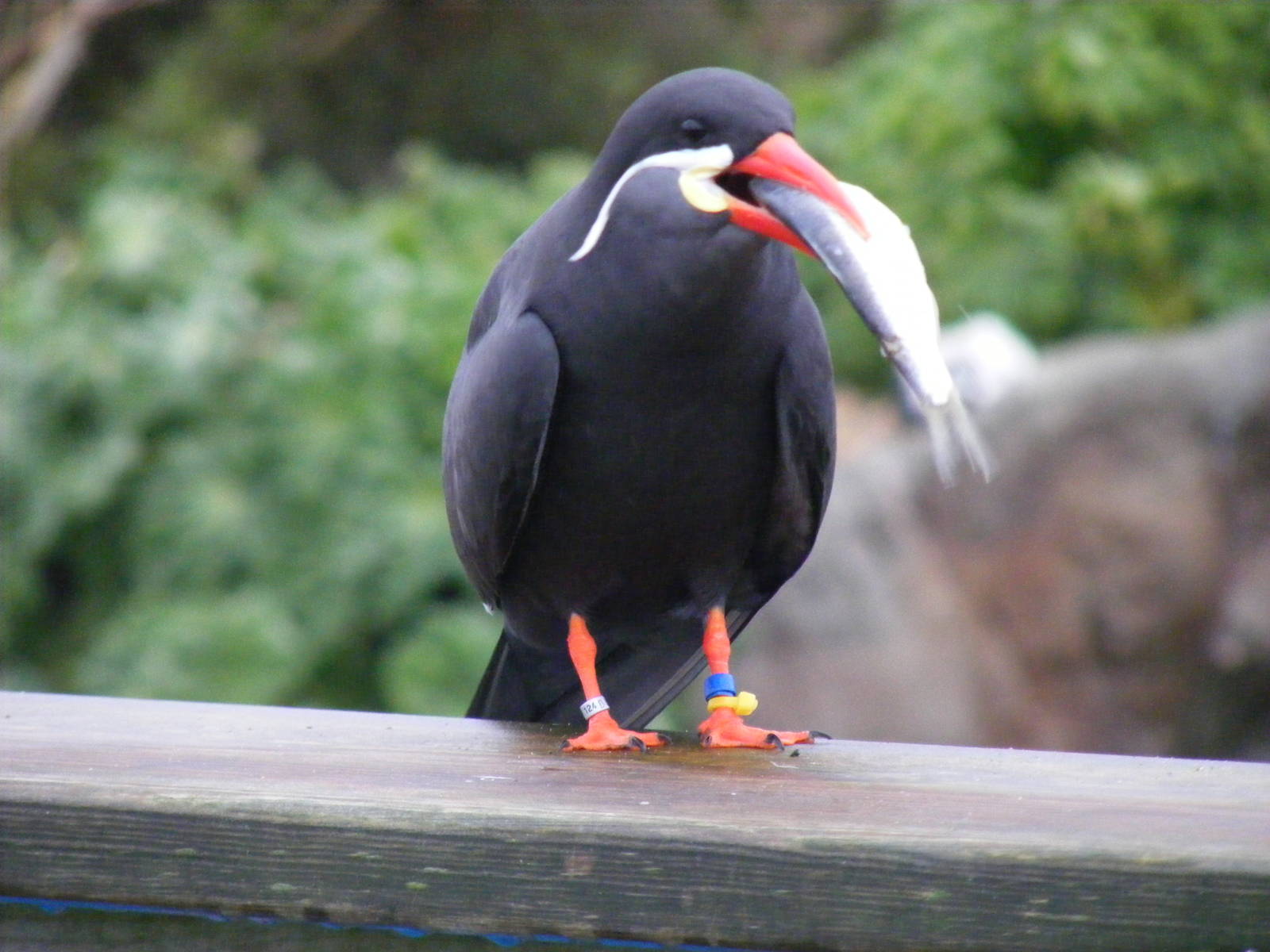 Inca tern at Living Coasts, 28 December 2010