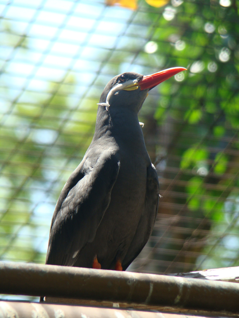 Inca Tern at the Los Angeles Zoo