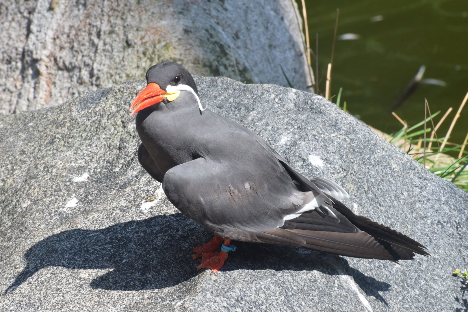 Inca tern - August 2023