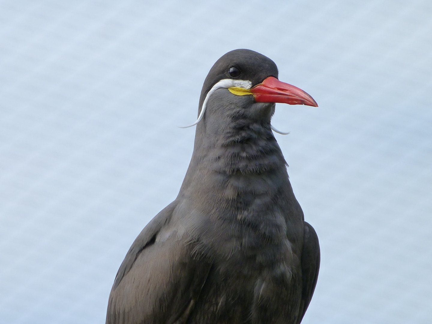 Inca tern -Bioparc de Doué la Fontaine (2025)