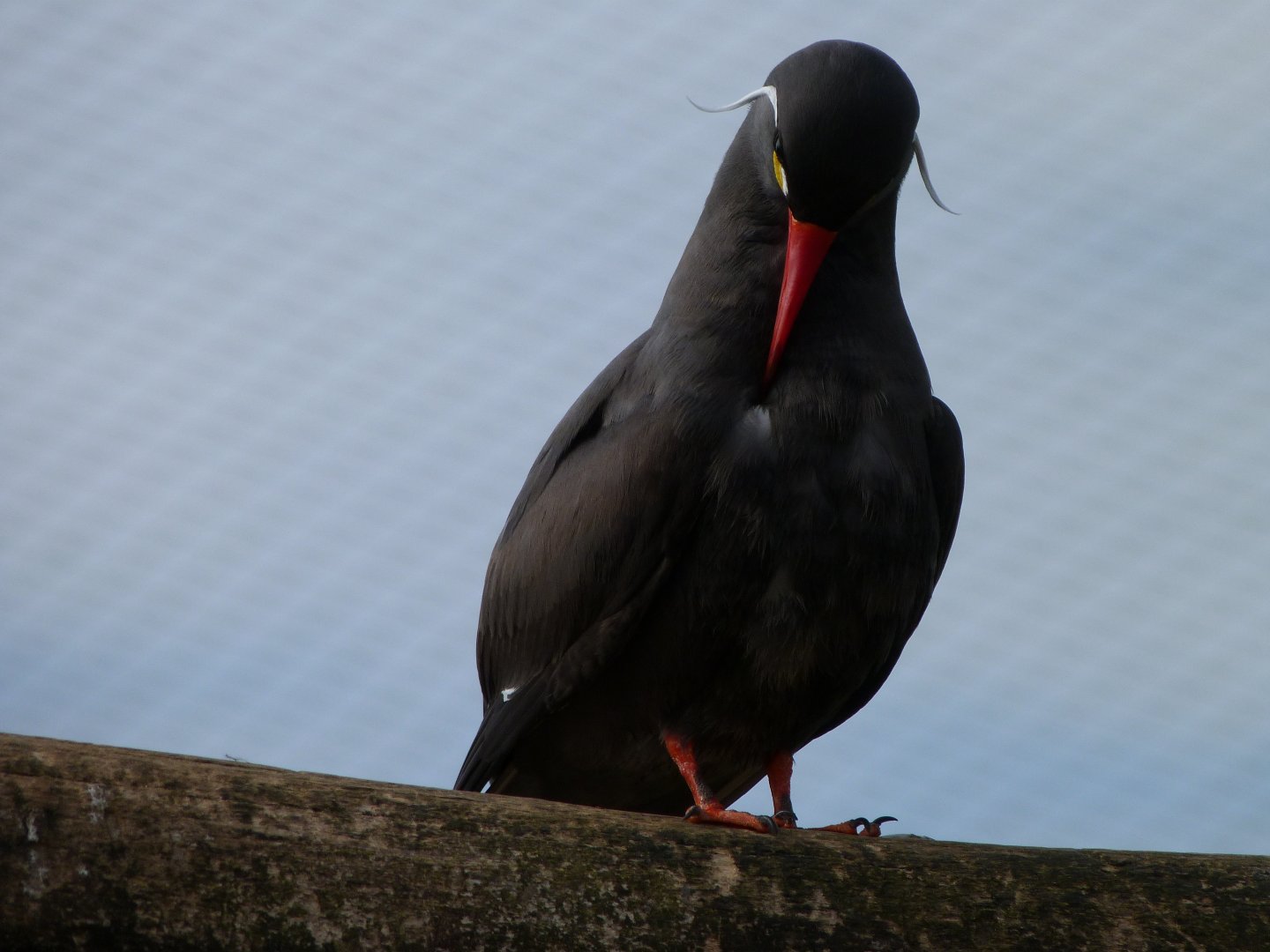 Inca tern -Bioparc de Doué la Fontaine (2025)