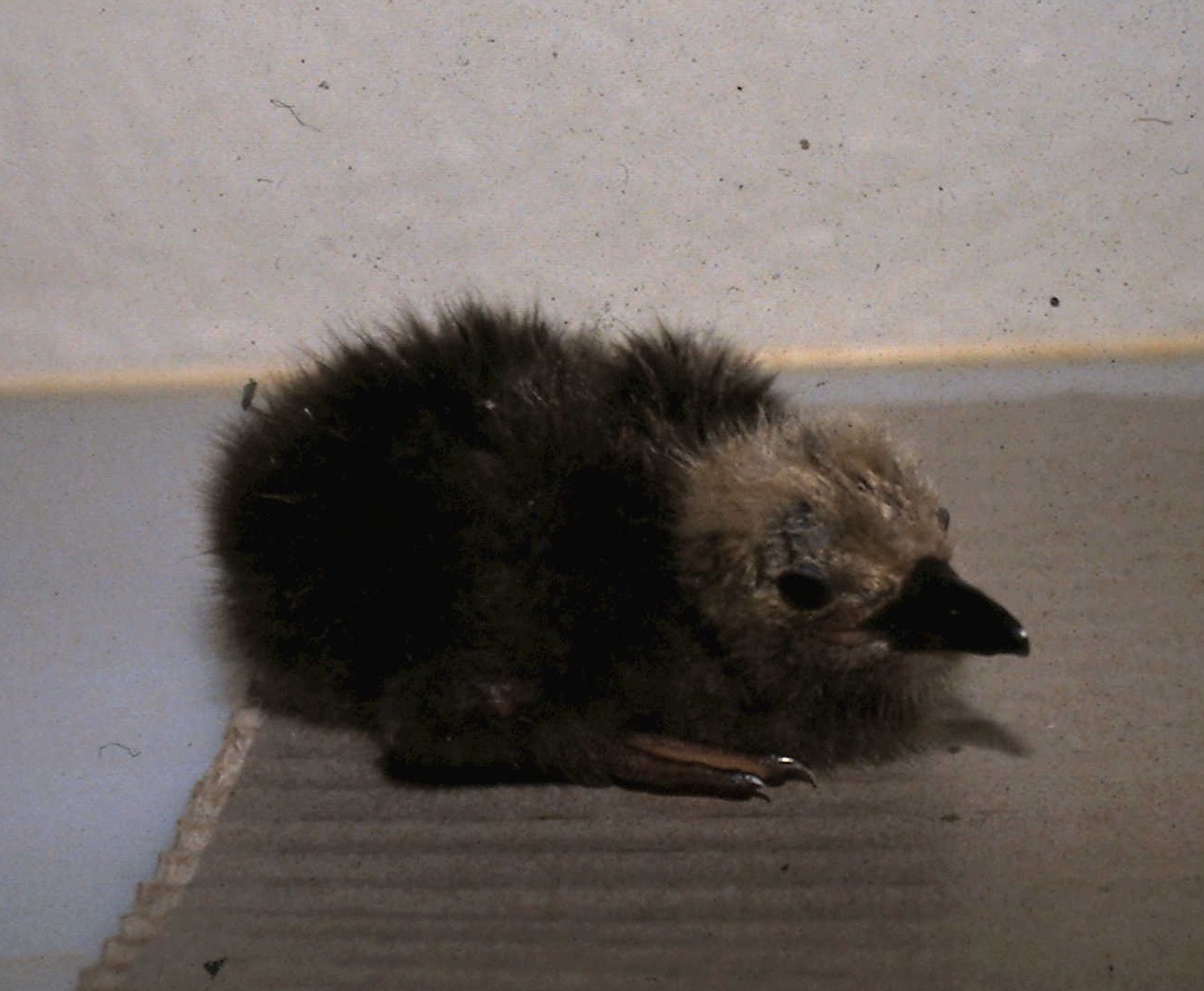 inca tern chick