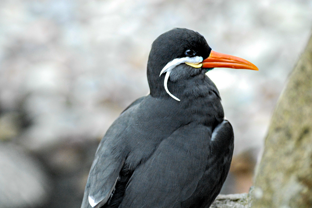 Inca Tern - Clifton Zoo 2022