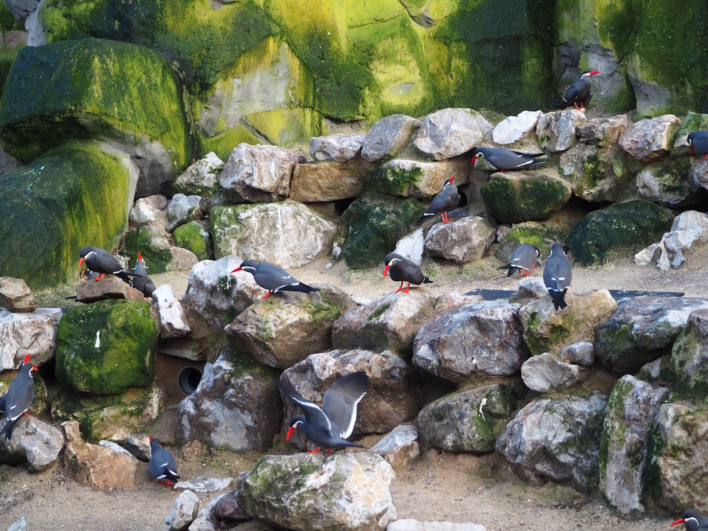 Inca tern colony (Larosterna inca), 2024-01-01