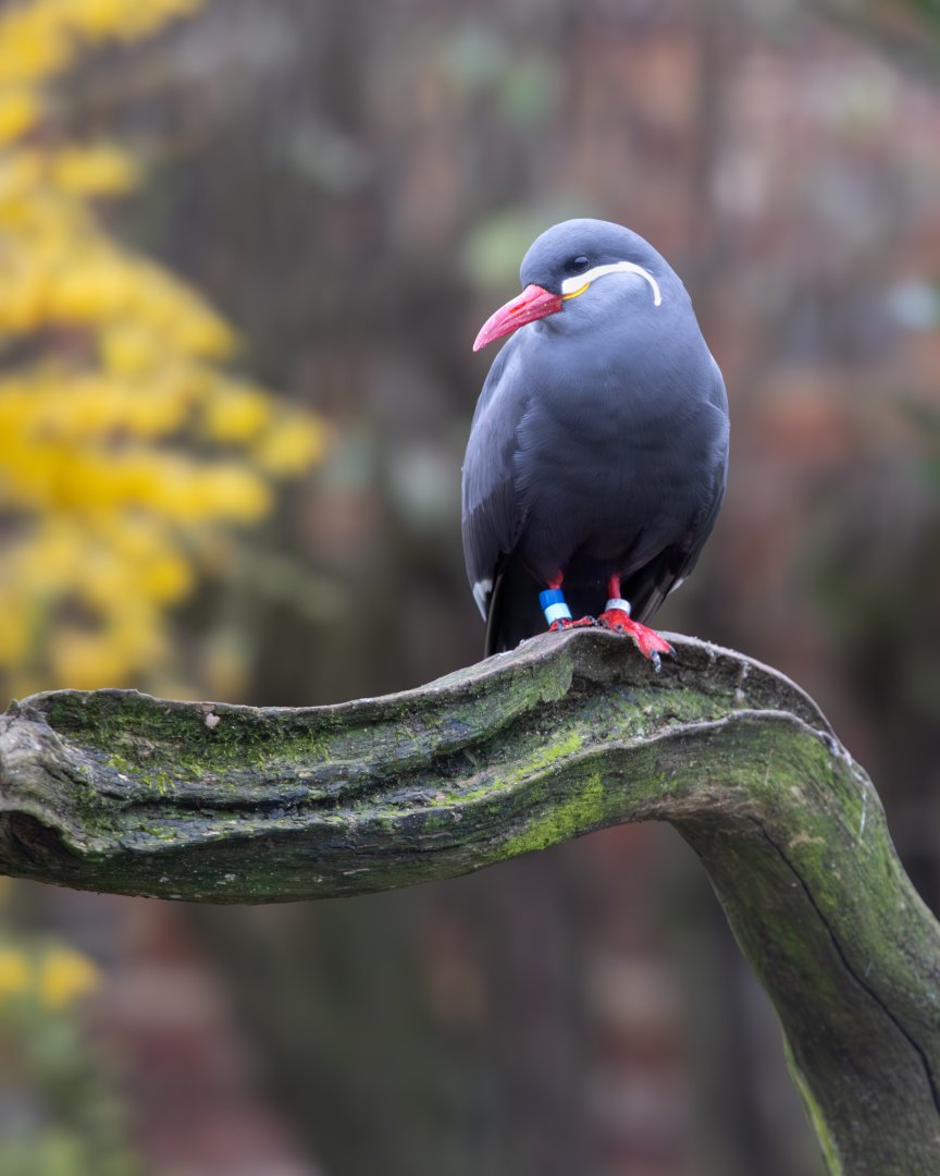 Inca Tern / Cotswold Wildlife Park / 5-4-23