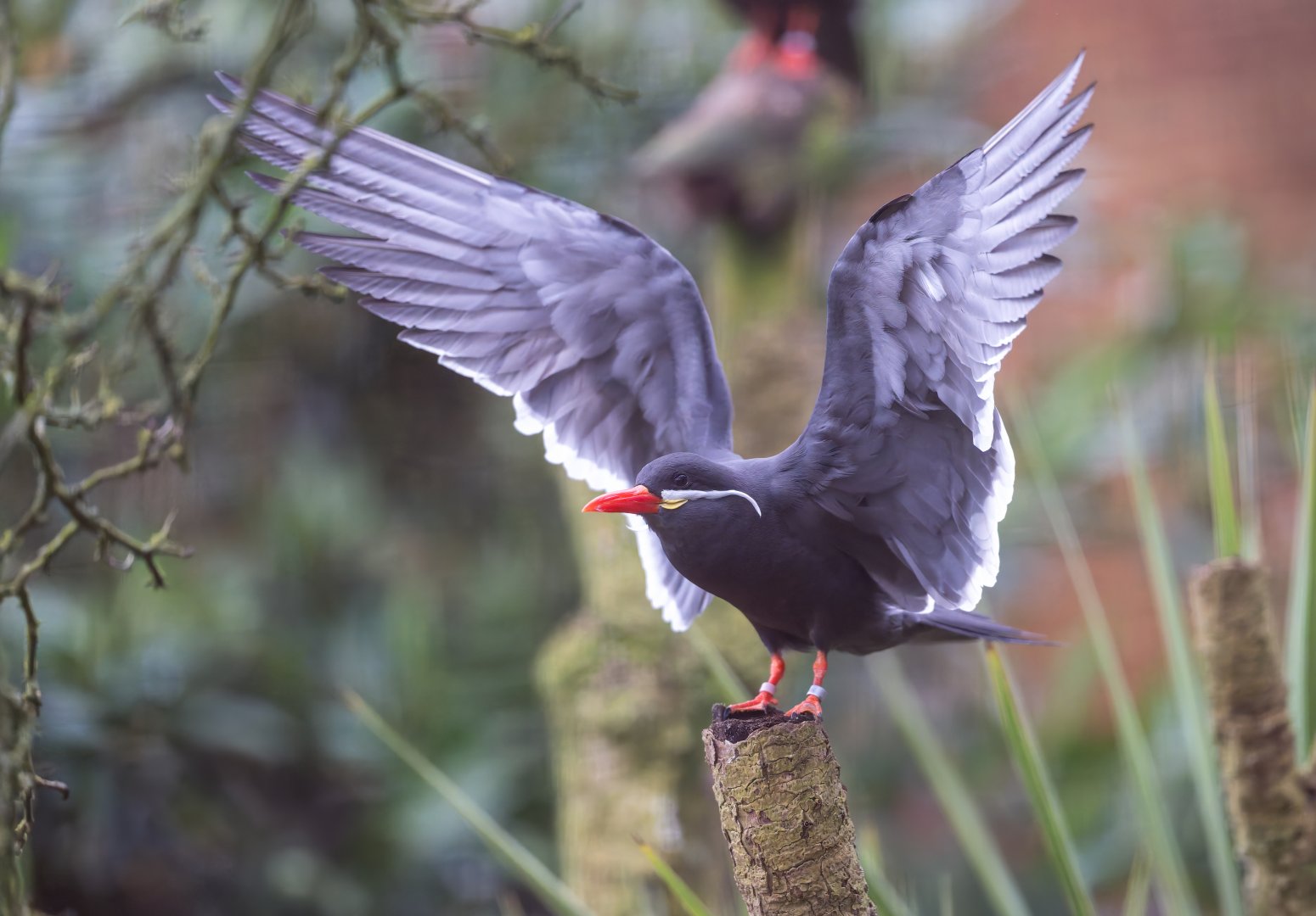 Inca tern, CWP, UK
