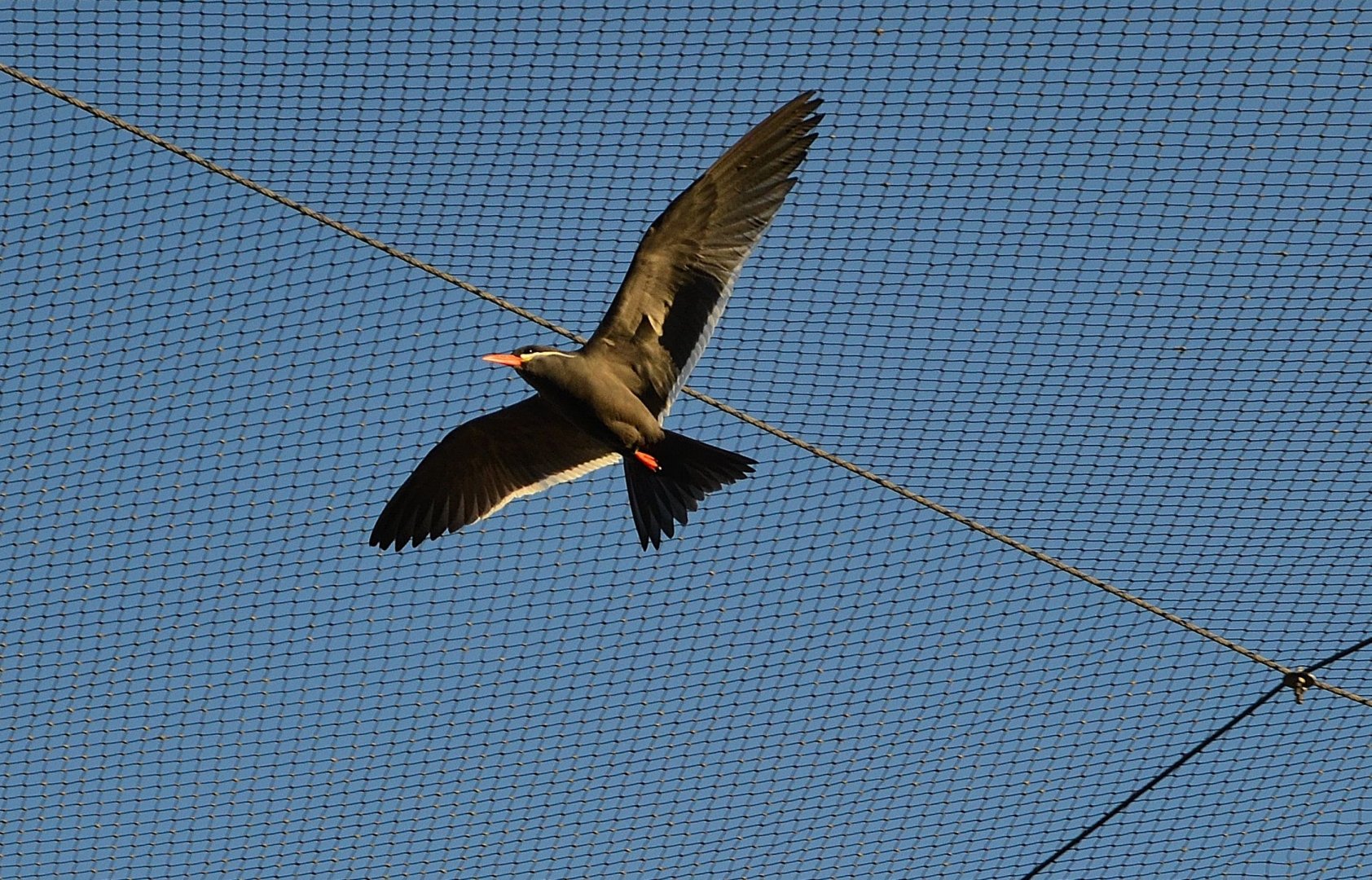 Inca Tern - December 2014