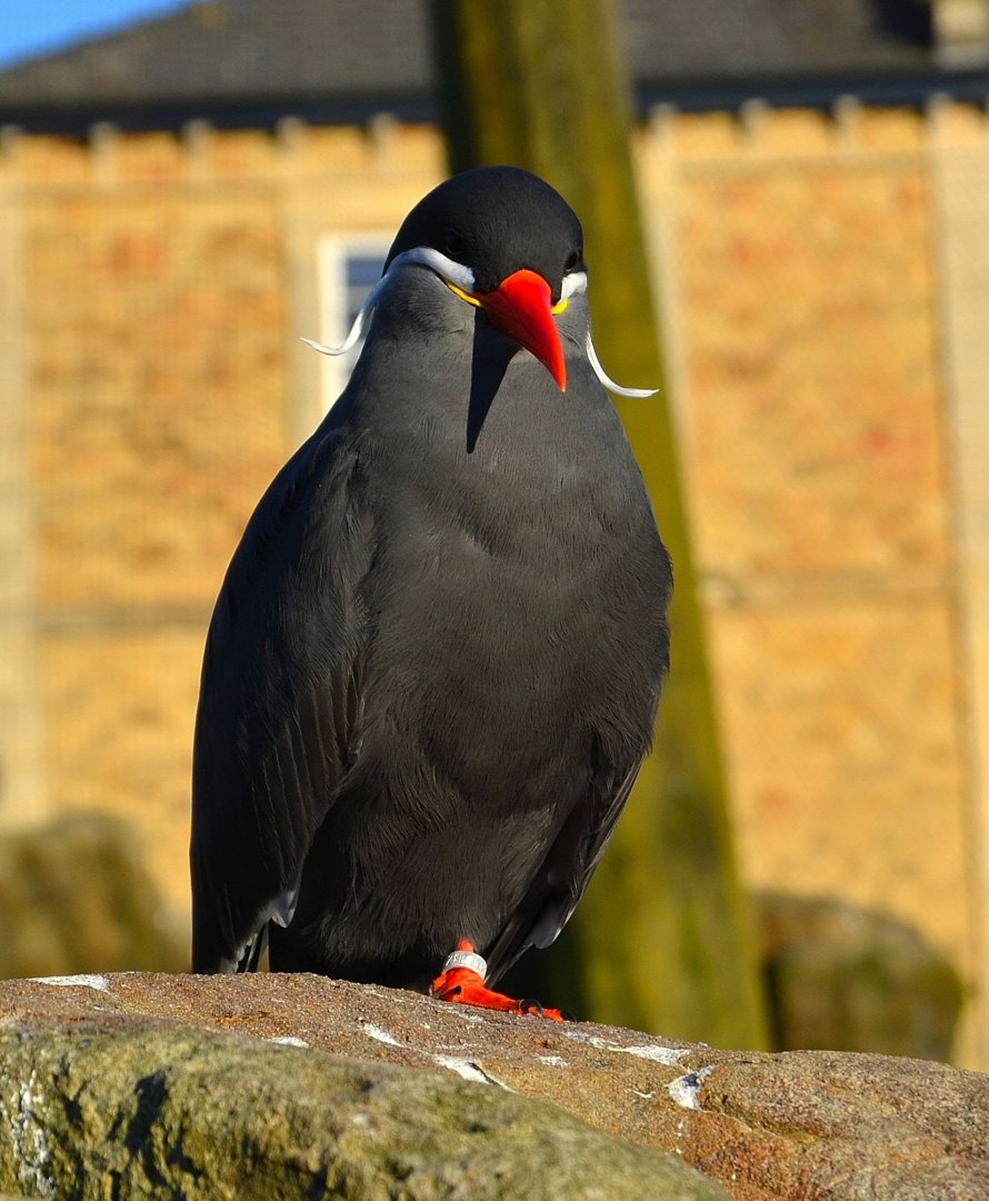 Inca Tern - December 2014