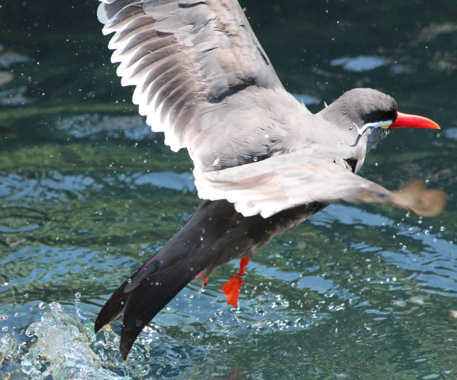 Inca Tern in flight