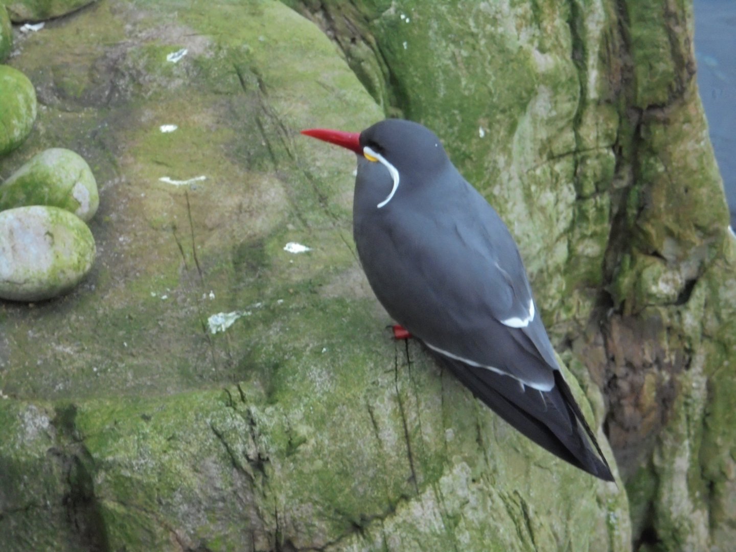 Inca tern in Penguin tern