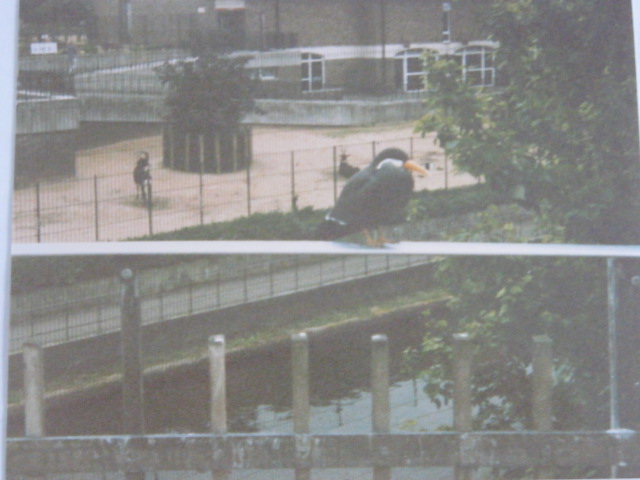 Inca Tern in Snowdon, male Sable in background.
