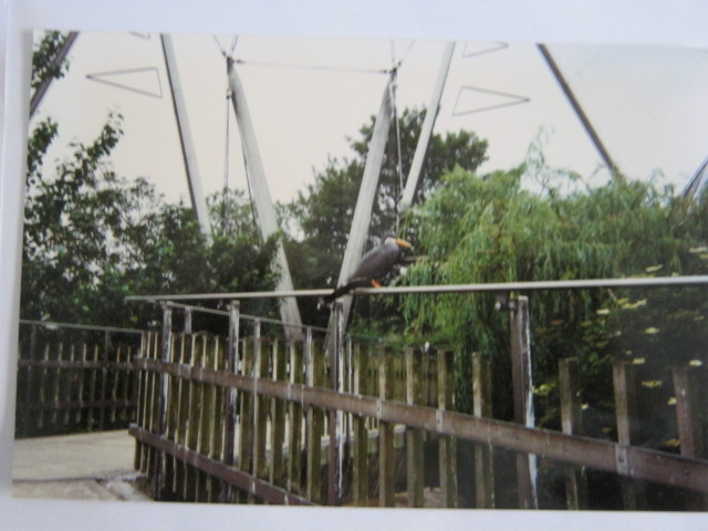 Inca Tern in the Snowdon 1990.