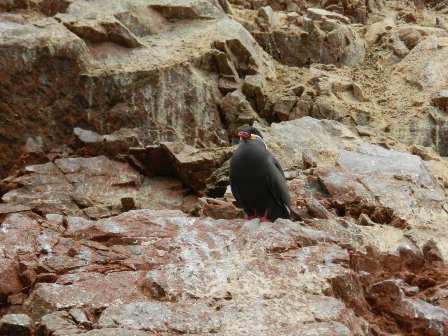Inca tern - Islas Ballestas