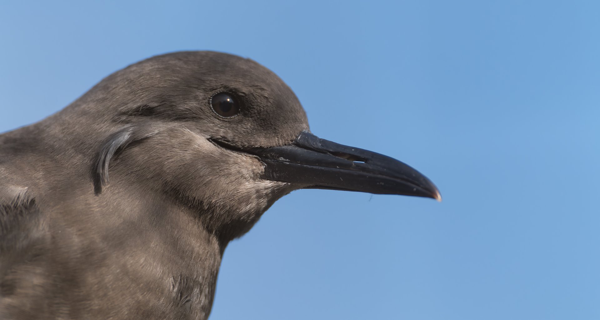 Inca Tern juvenile, CWP, UK