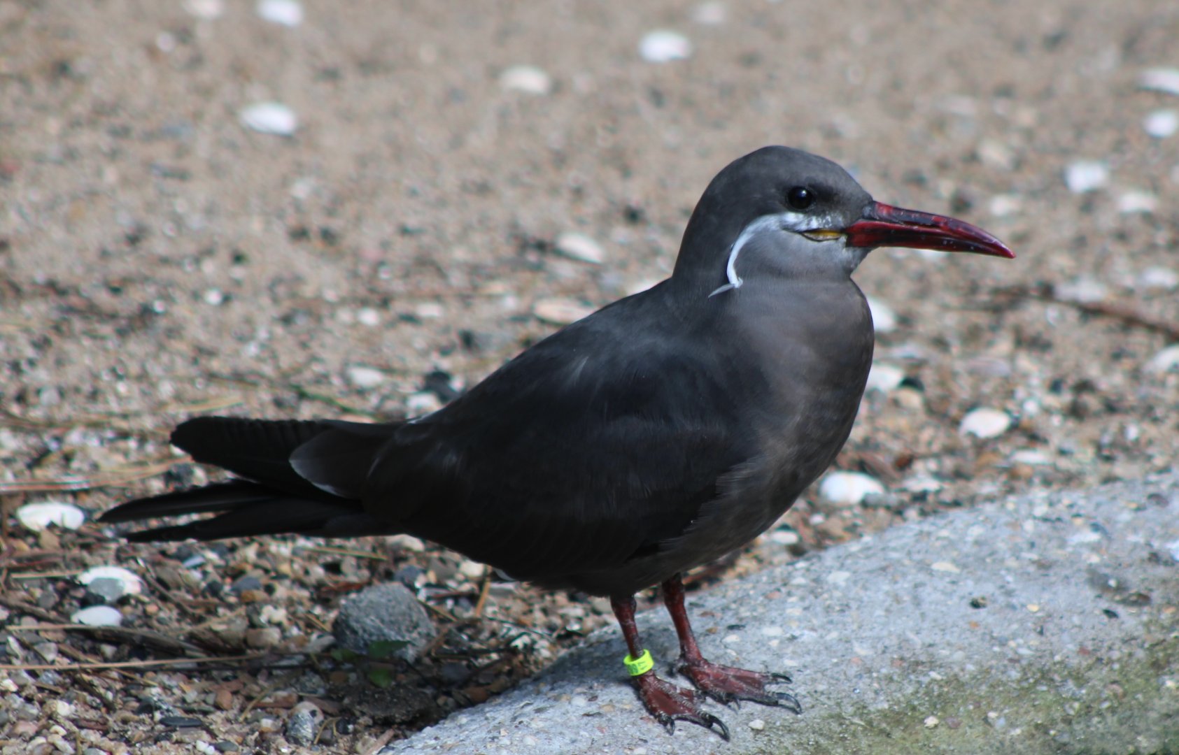 Inca tern - juvenile