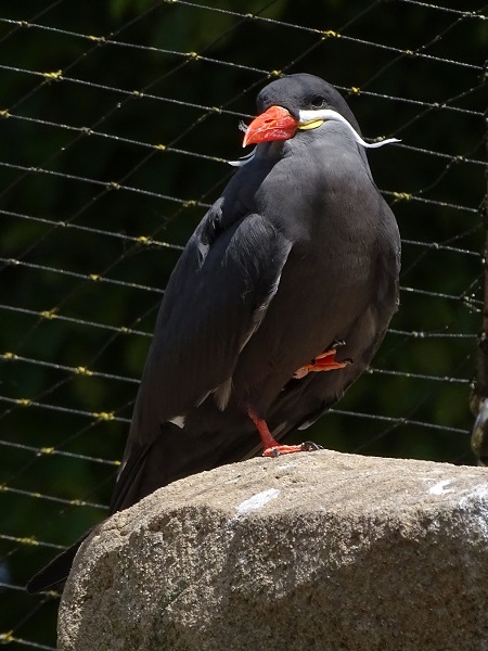 Inca tern (Larosterna inca) (07/22)