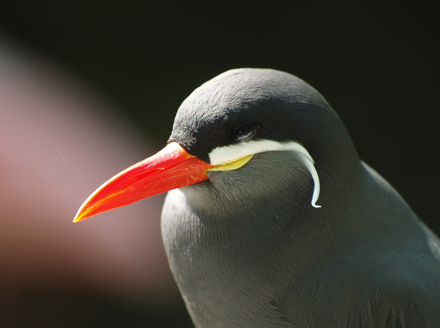 Inca tern (Larosterna inca), 2009-04-19