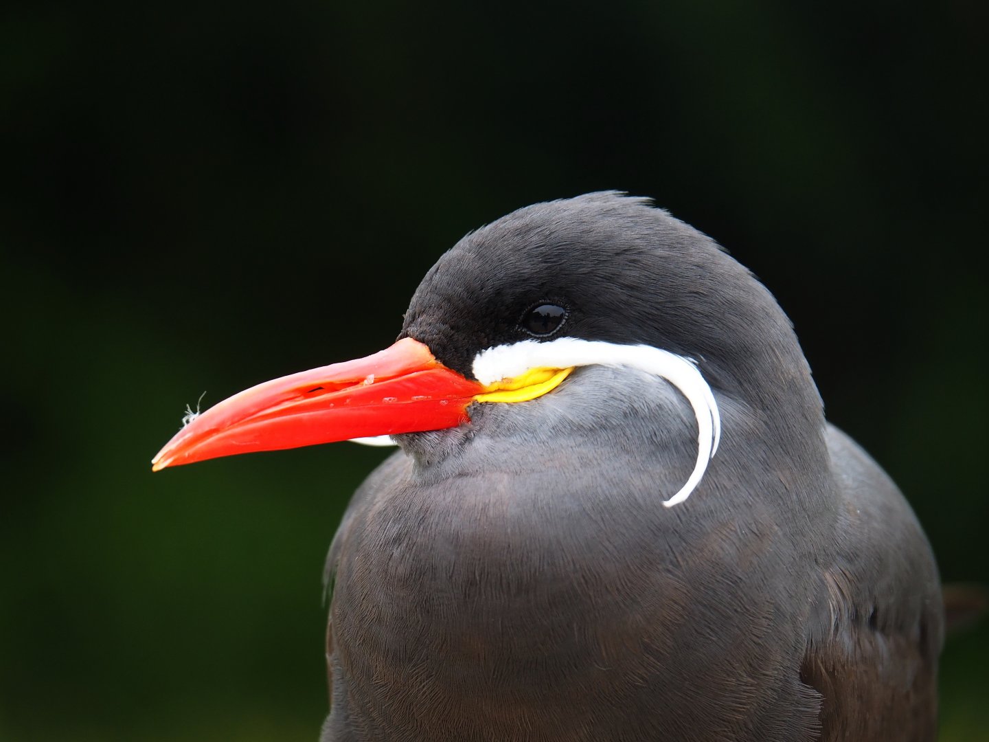 Inca tern (Larosterna inca), 2019-06-26