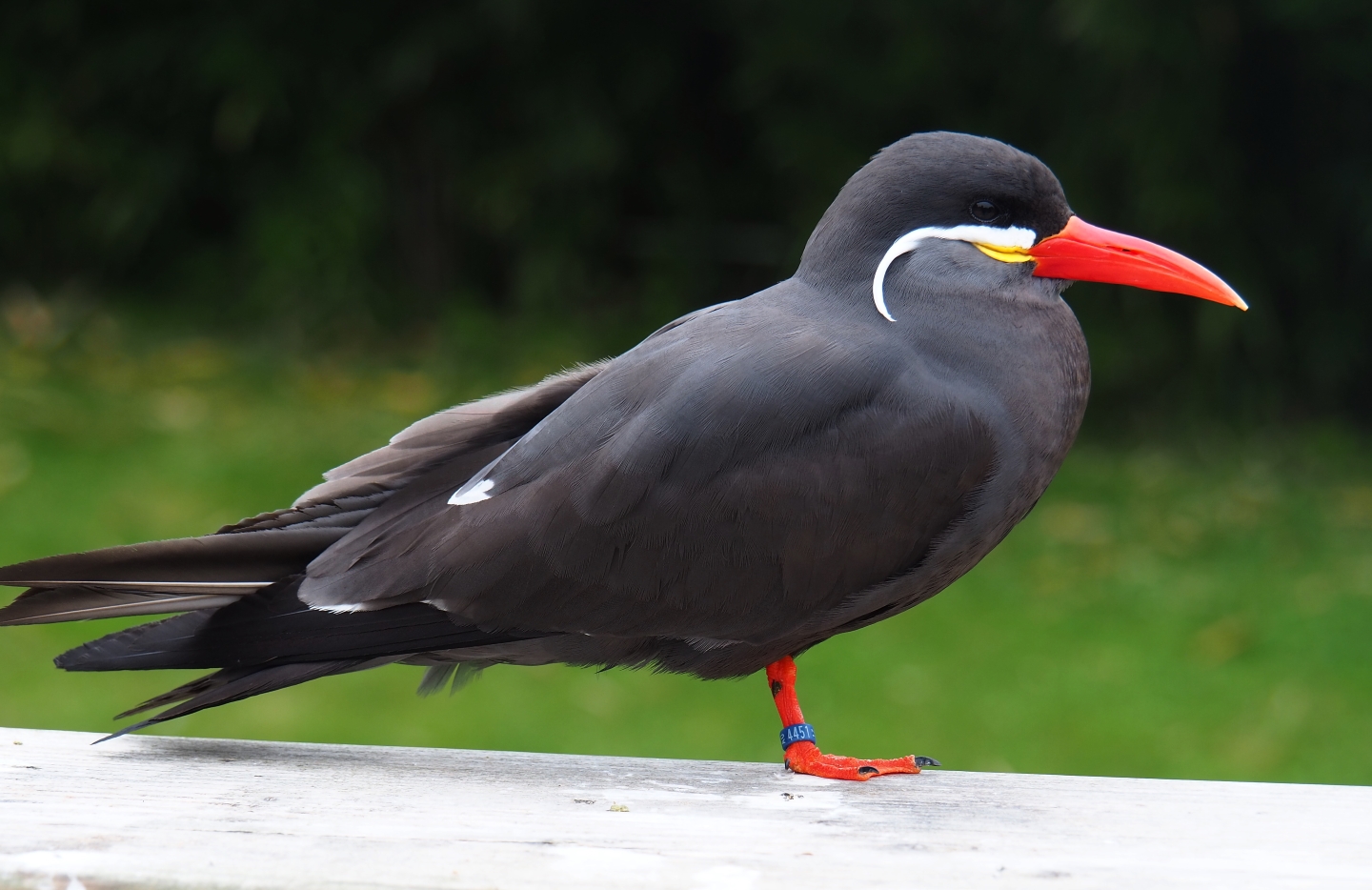 Inca tern (Larosterna inca), 2019-06-26