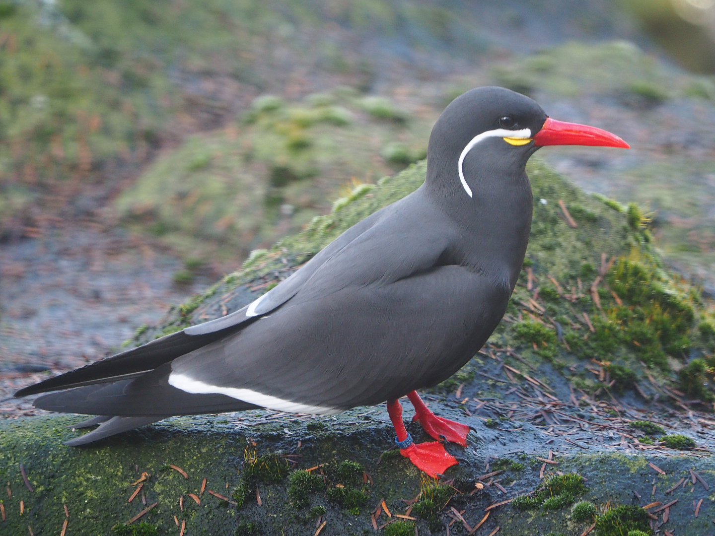 Inca tern (Larosterna inca), 2019-12-28
