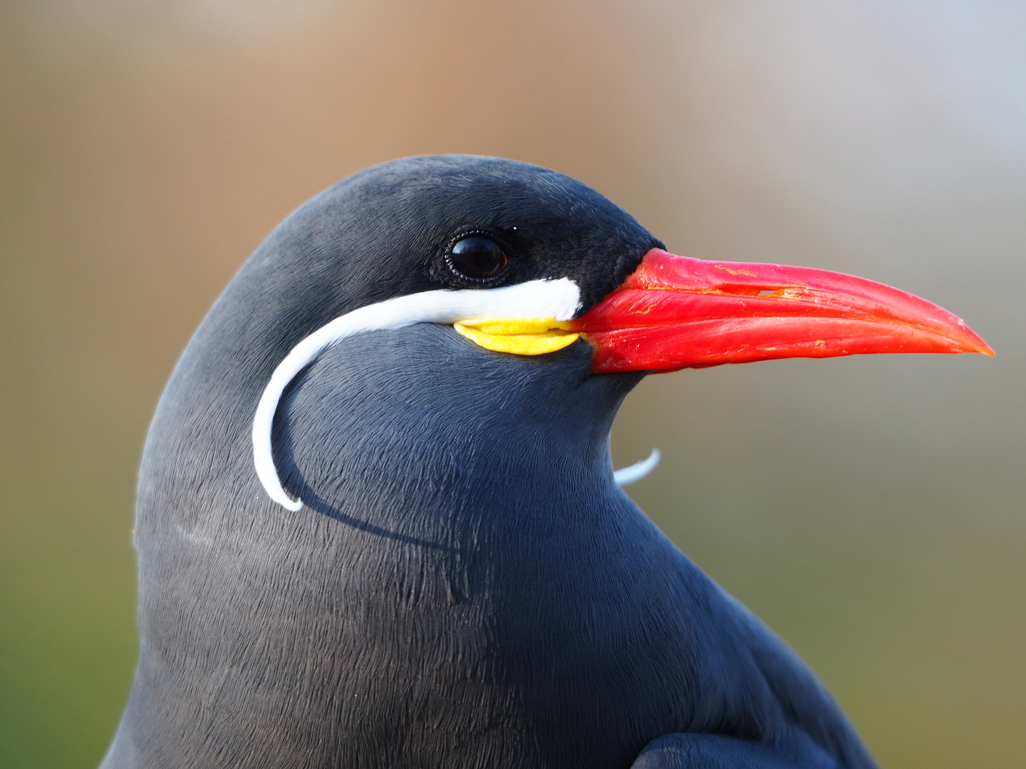 Inca tern (Larosterna inca), 2019-12-28