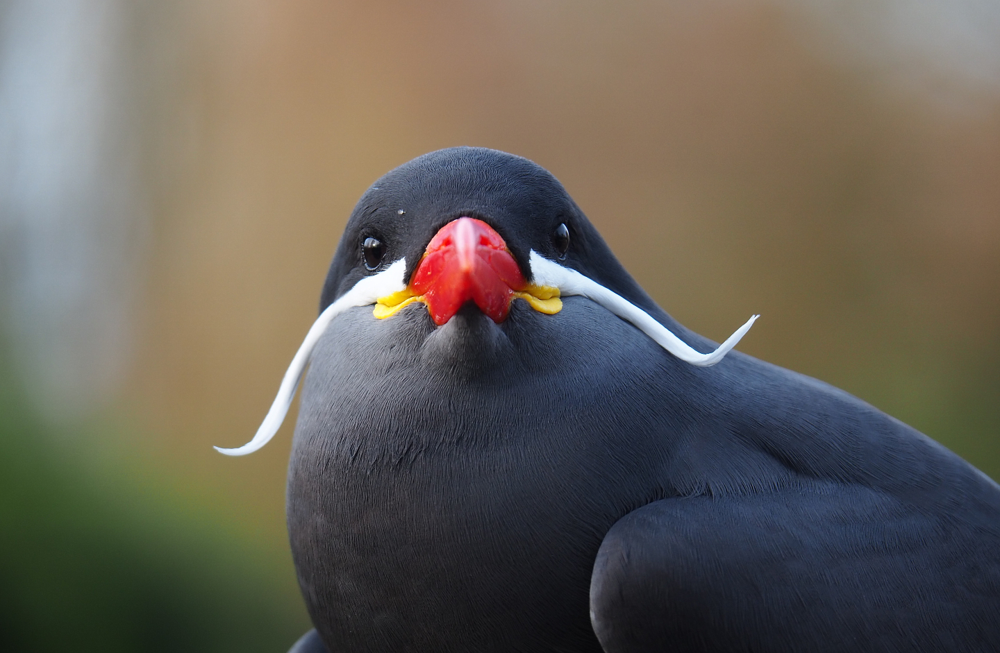 Inca tern (Larosterna inca), 2020-01-11