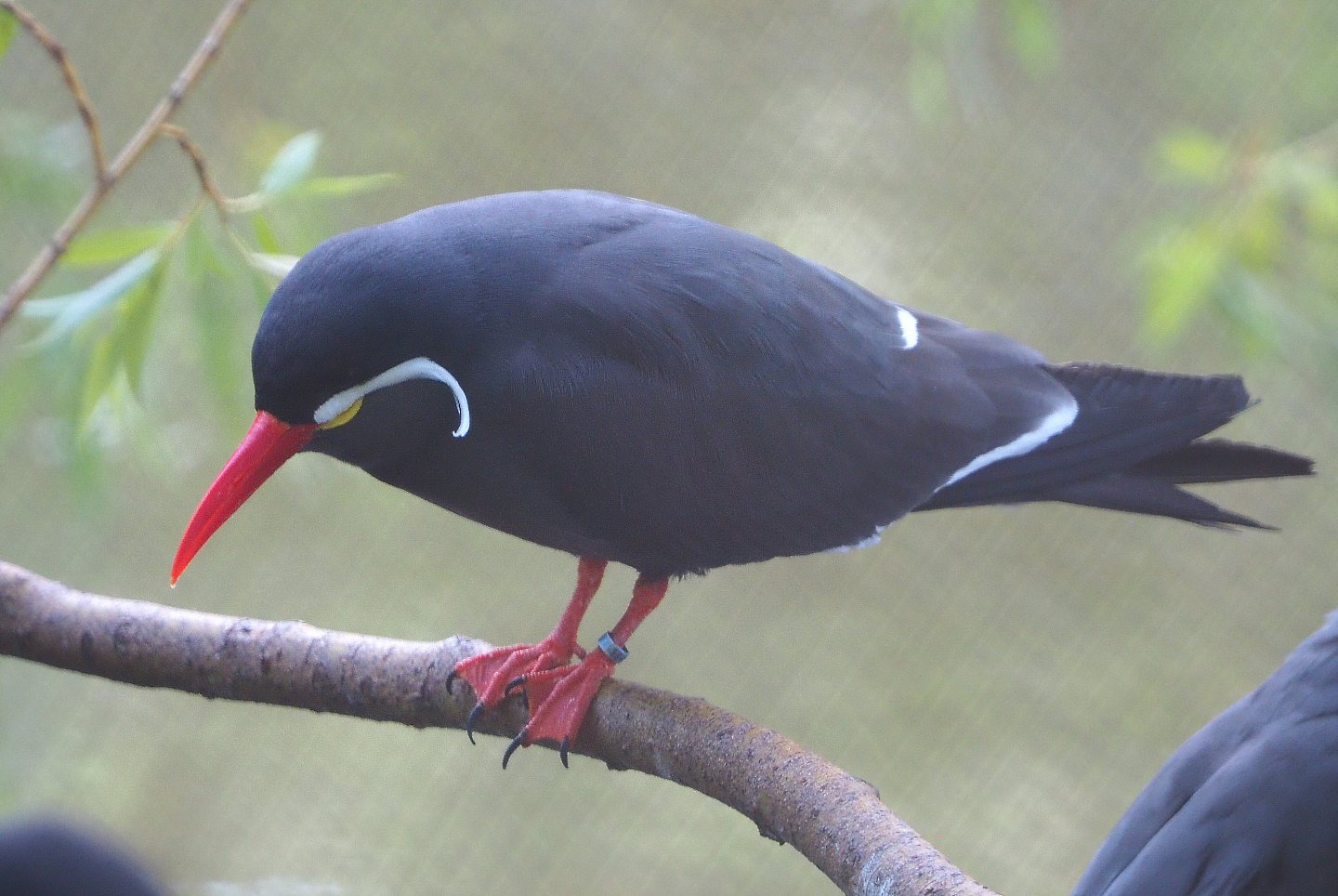Inca tern (Larosterna inca), 2020-06-12