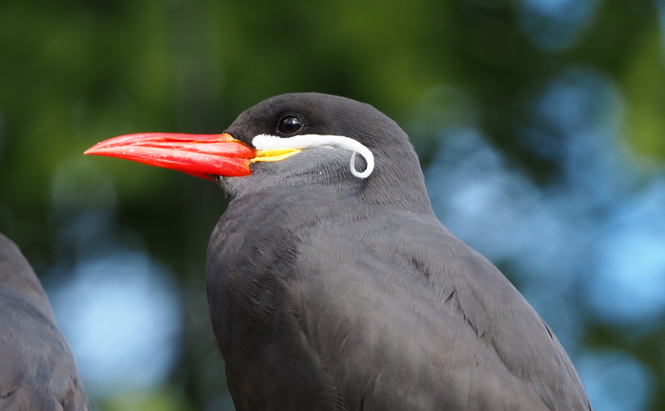 Inca tern (Larosterna inca), 2020-10-10