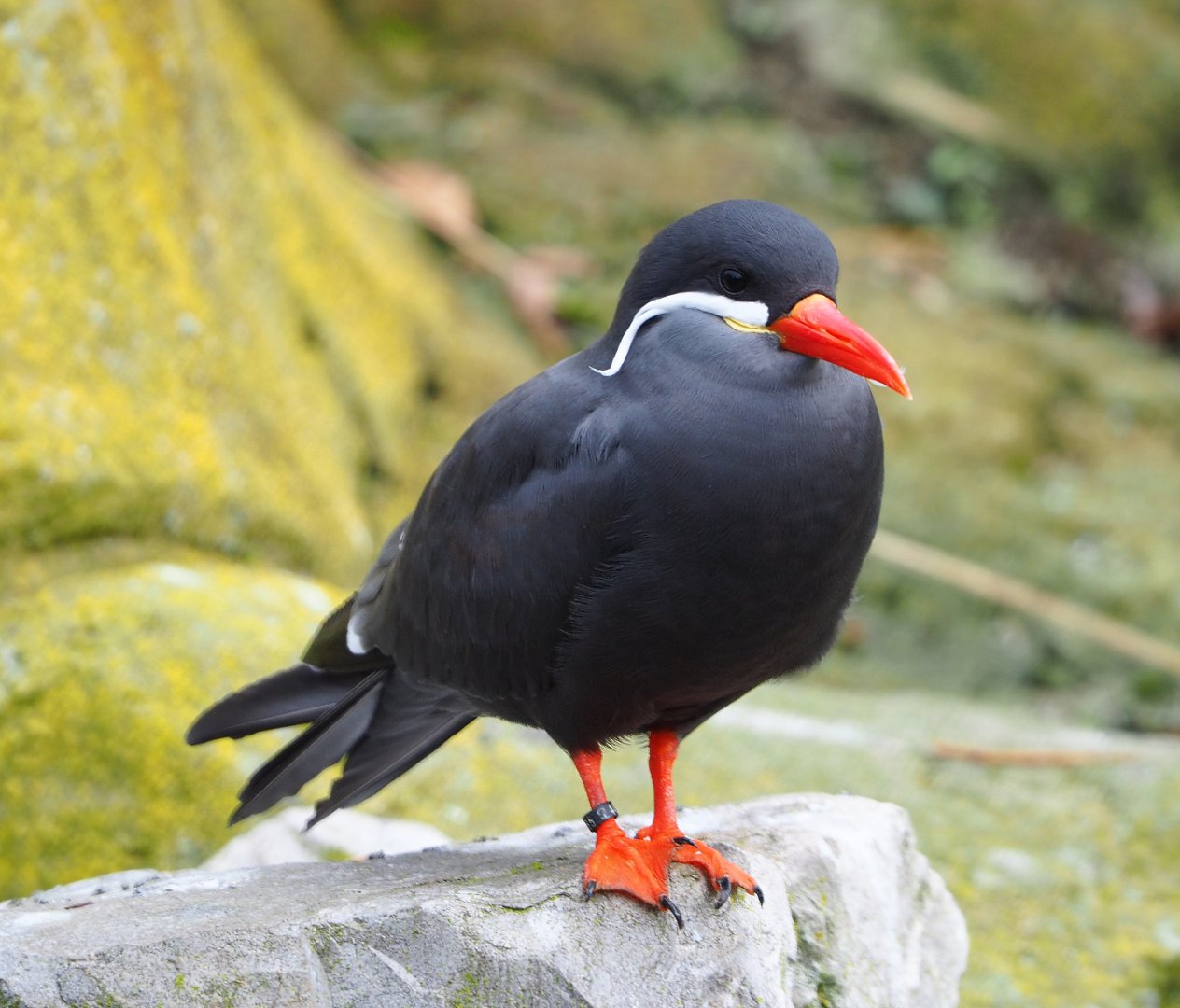 Inca tern (Larosterna inca), 2021-11-06