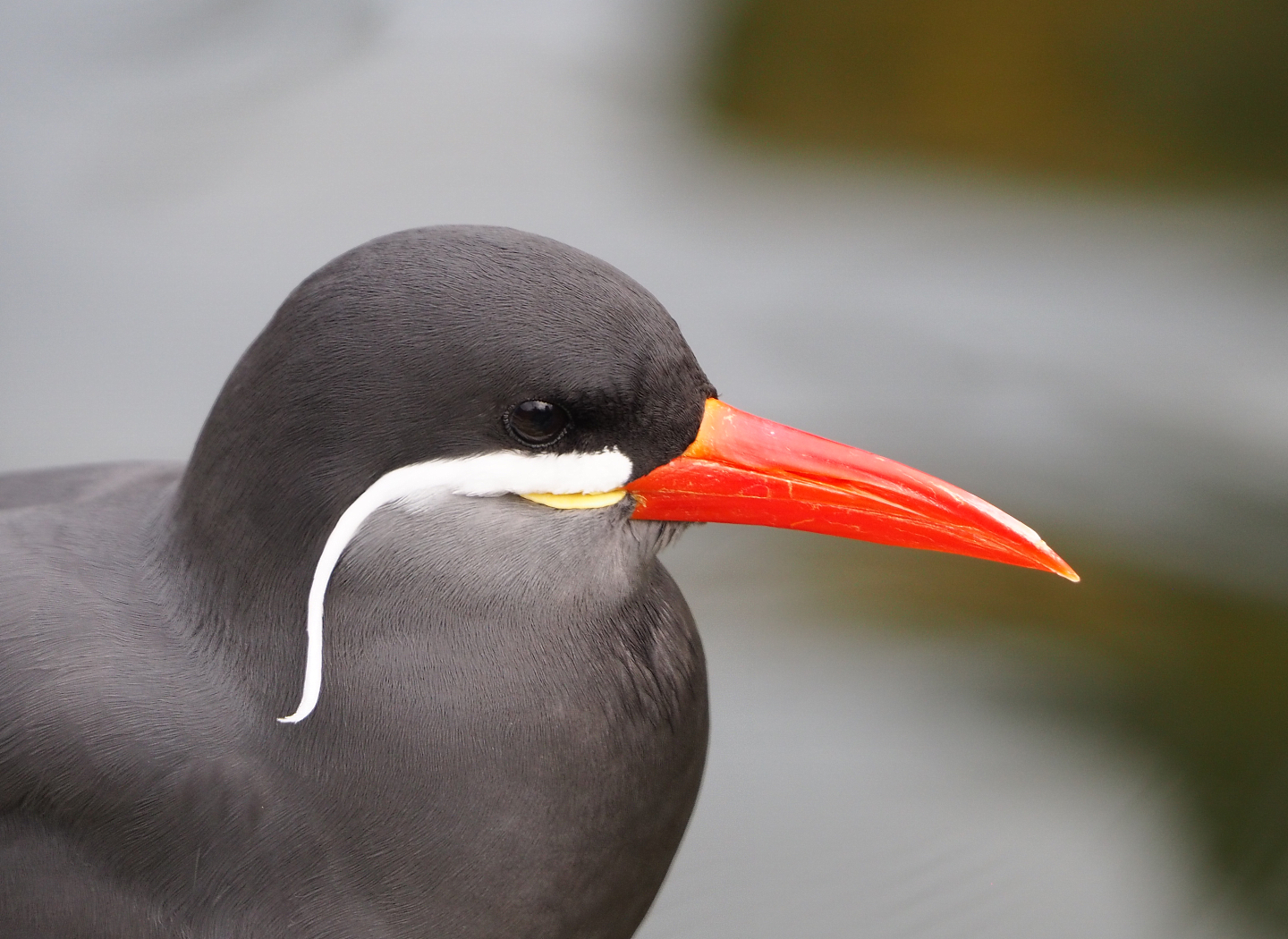 Inca tern (Larosterna inca), 2021-11-06
