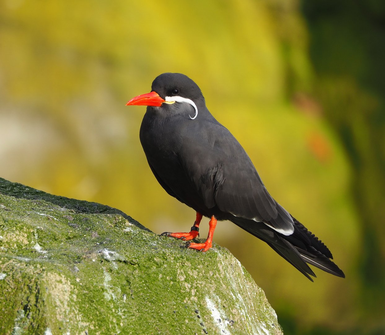 Inca tern (Larosterna inca), 2021-11-23