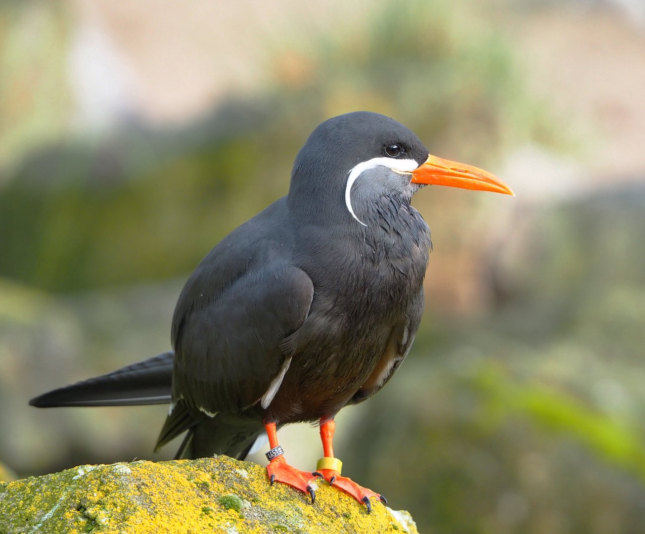 Inca tern (Larosterna inca), 2021-11-23