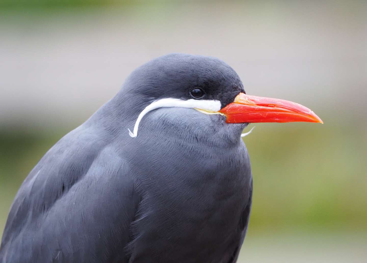 Inca tern (Larosterna inca), 2021-12-07