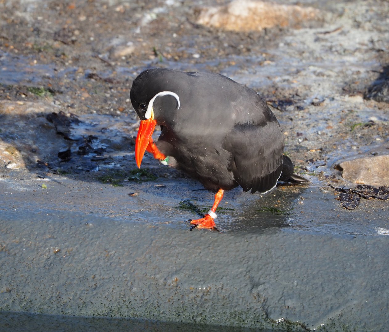Inca tern (Larosterna inca), 2021-12-22