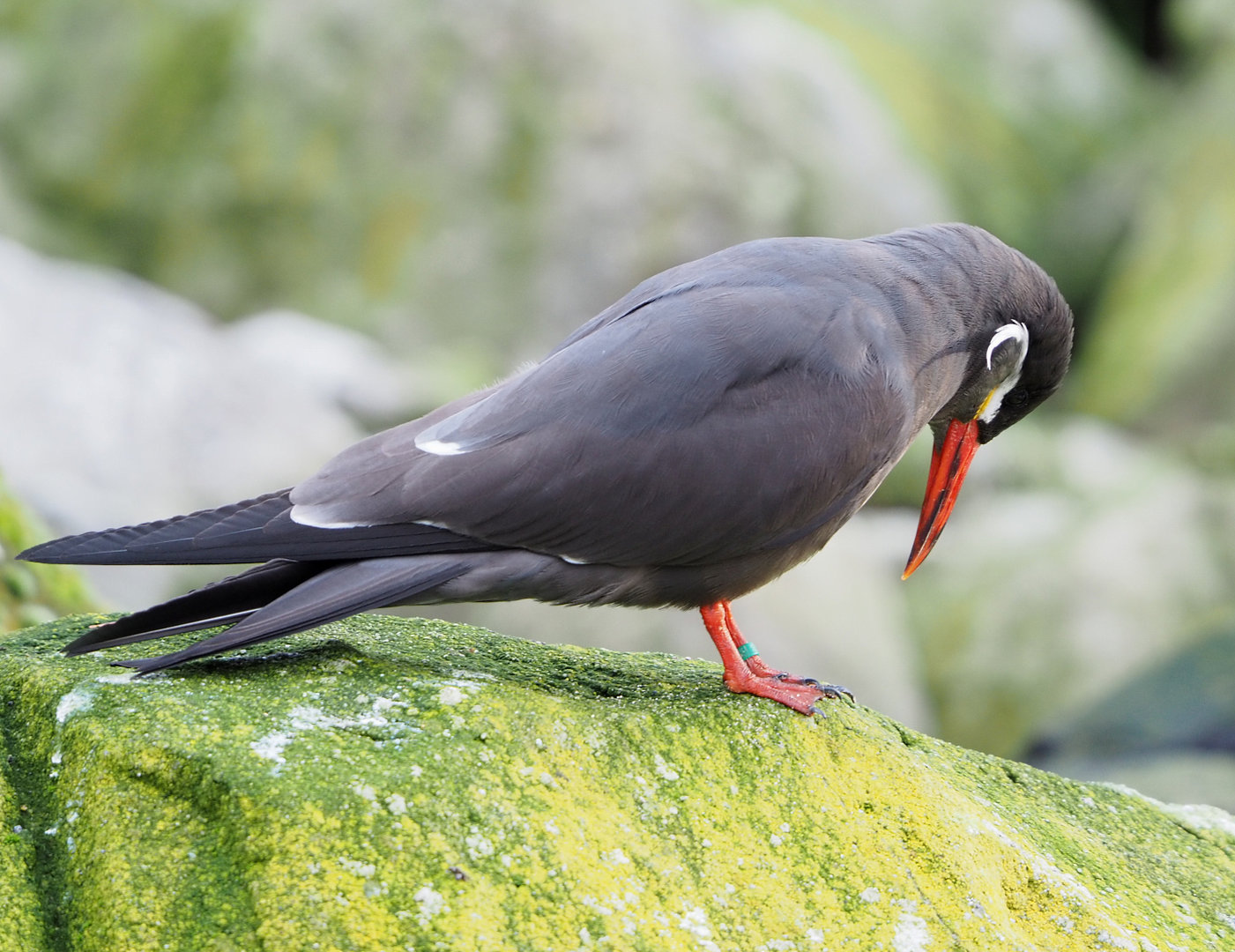 Inca tern (Larosterna inca), 2022-01-02